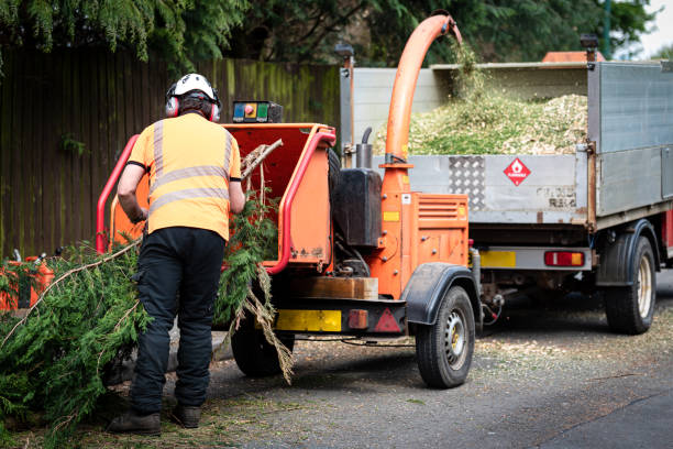 Best Tree Branch Trimming  in Boulder Creek, CA